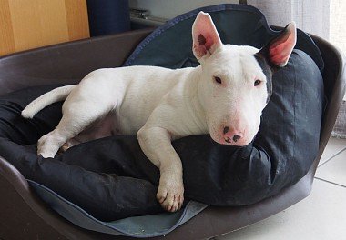 Bull Terrier