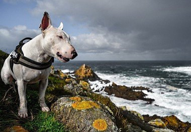 Bull Terrier