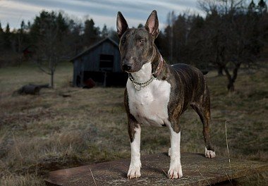 Bull Terrier