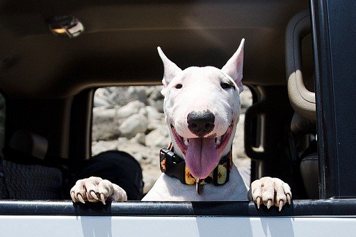 Bull Terrier