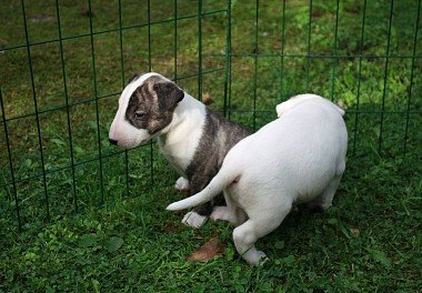 Bull Terrier