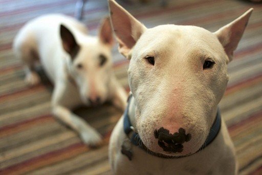 Bull Terrier