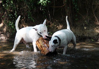 Bull Terrier