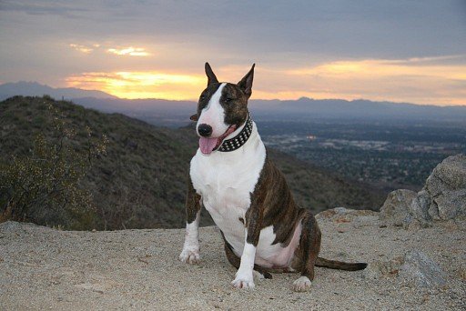 Bull Terrier