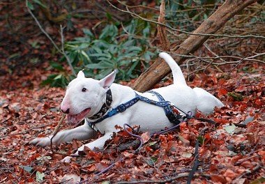 Bull Terrier