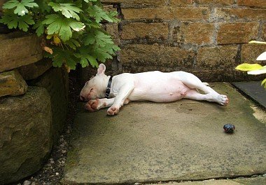 Bull Terrier