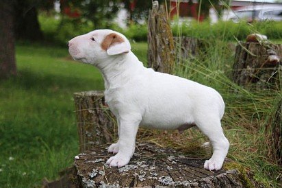 Bull Terrier puppy