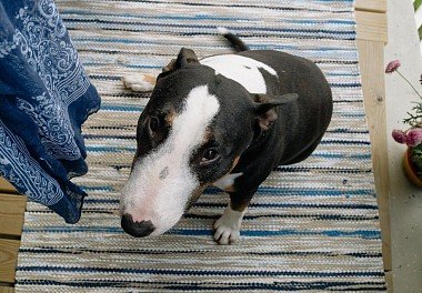 Bull Terrier