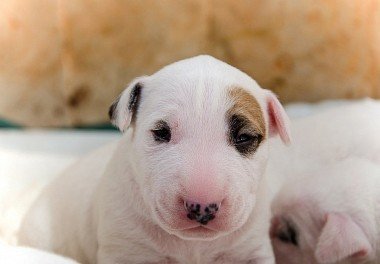 Bull Terrier