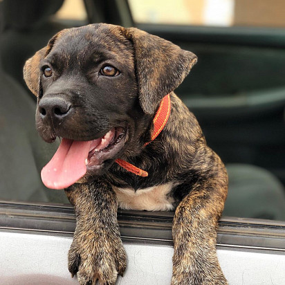 A tiger - colored burbul puppy