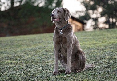 Weimaraner