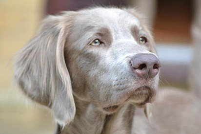 Long-haired Weimaraner Muzzle