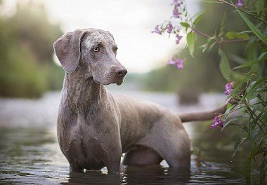 Weimaraner