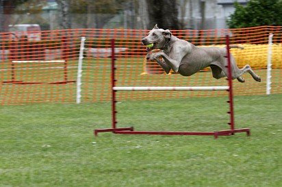 Training a Weimaraner