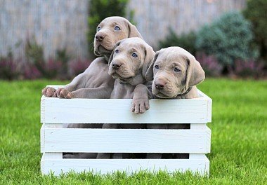 Weimaraner