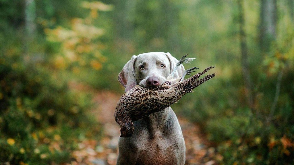 Weimaraner brought a partridge