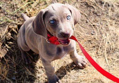 Weimaraner