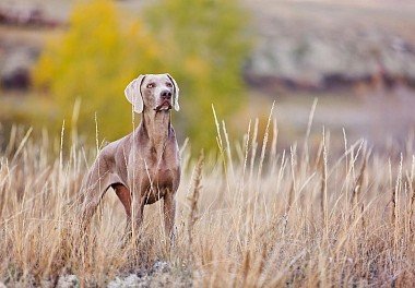 Weimaraner