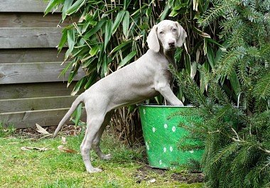 Weimaraner