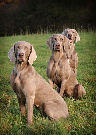 Weimaraners