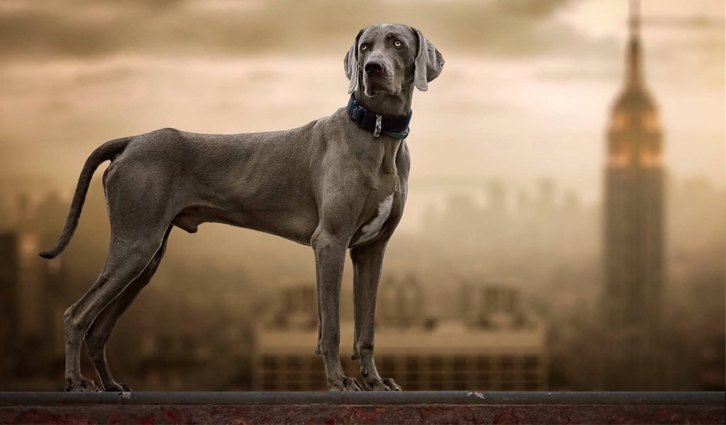 Weimaraner