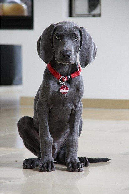 Weimaraner puppy