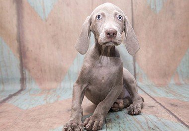 Weimaraner