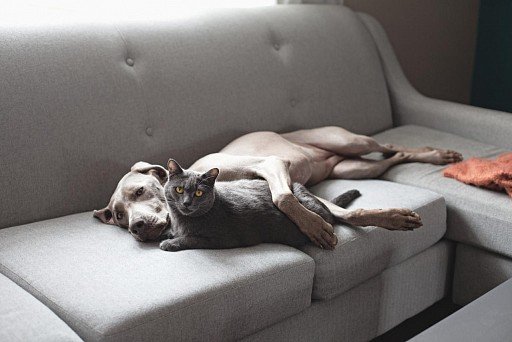 Weimaraner with cat