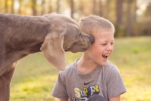 Weimaraner with a baby