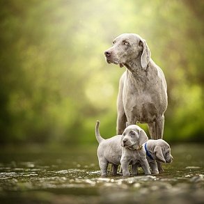 Weimaraner