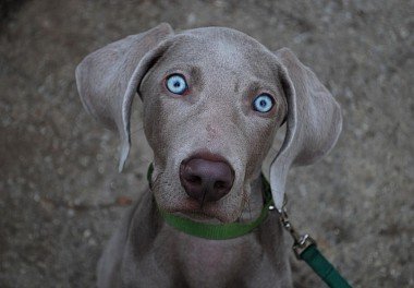 Weimaraner