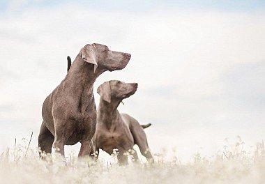 Weimaraner