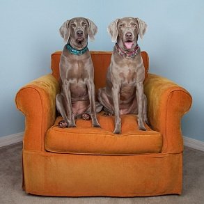 Weimaraner