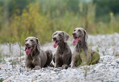 Weimaraner