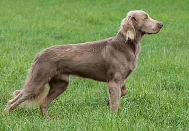 Weimaraner