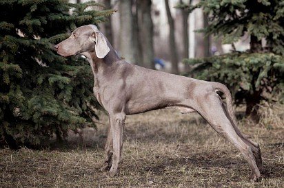 Weimaraner in profile