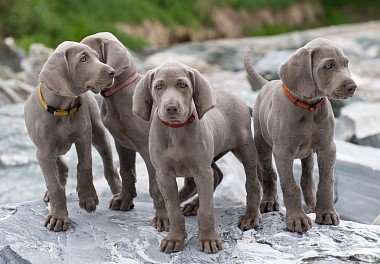 Weimaraner