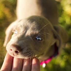 Weimaraner