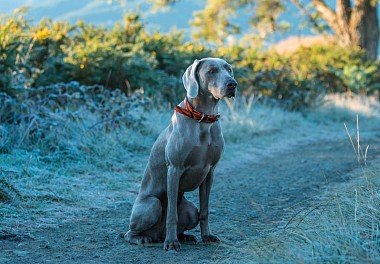 Weimaraner