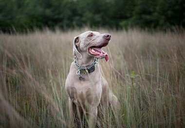 Weimaraner