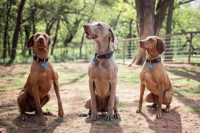 Three friends