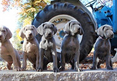 Weimaraner