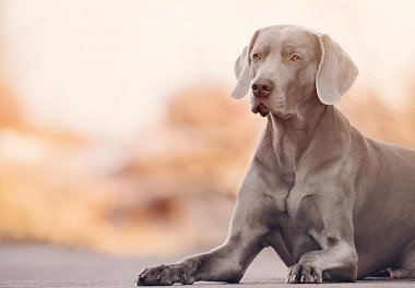 Weimaraner