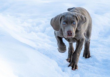 Weimaraner