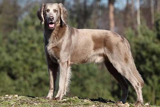 Long-haired Weimaraner