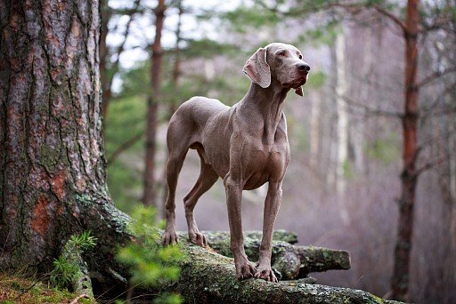 Short-haired Weimaraner