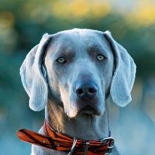 Weimaraner