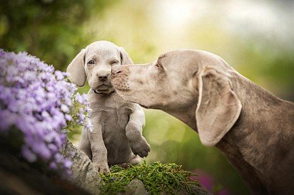 Mom with a Weimaraner puppy