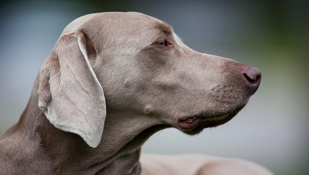 Weimaraner muzzle