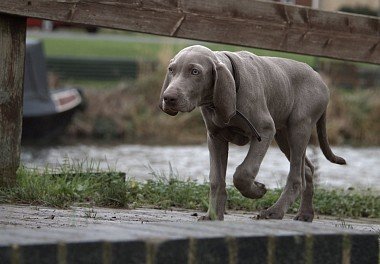 Weimaraner